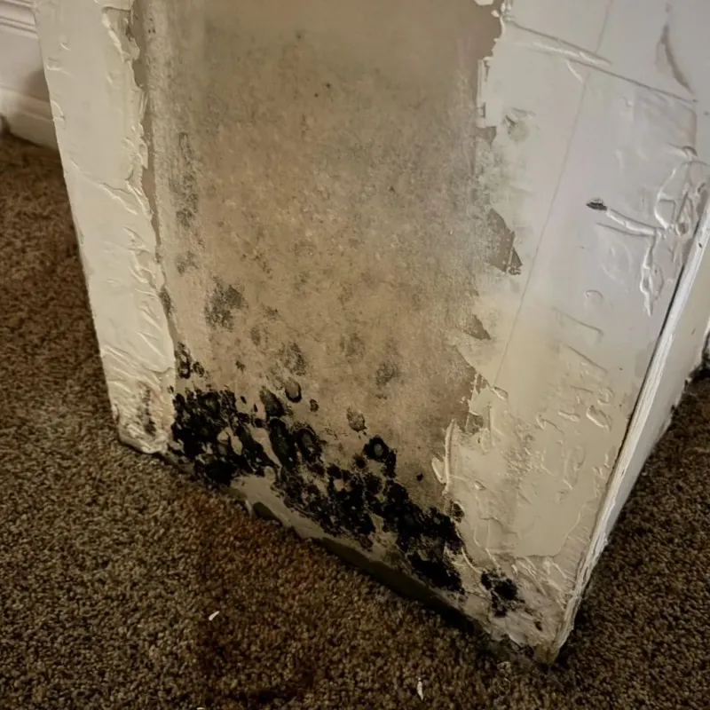 Professional Mold Removal in Forest Park, GA
